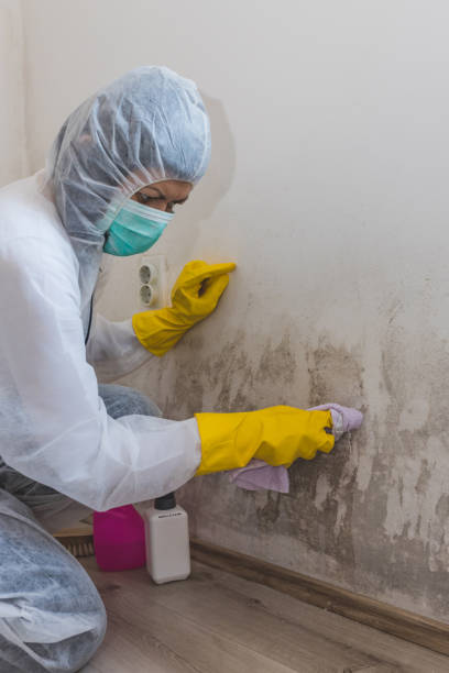 Best Mold Remediation for Healthcare Facilities  in Lago Vista, TX